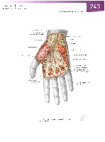 Sobotta Atlas of Human Anatomy  Head,Neck,Upper Limb Volume1 2006, page 250